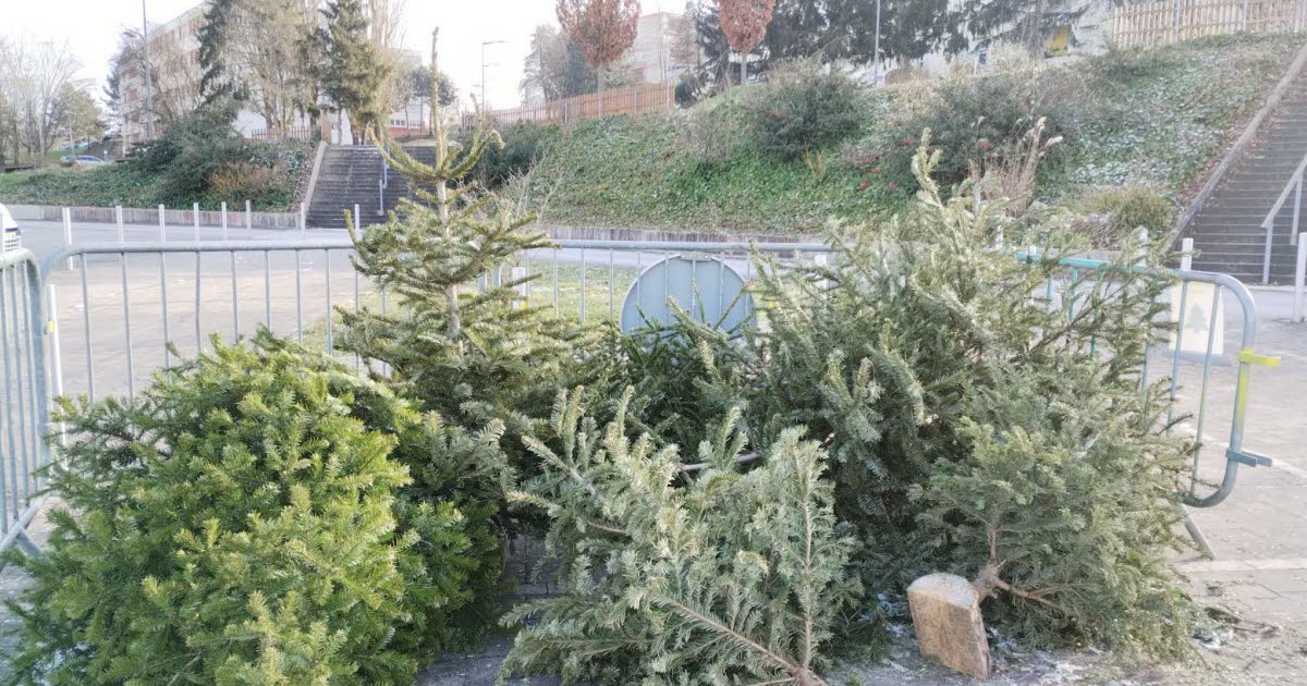 Frouard. Recyclage des sapins de Noël