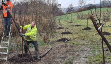 Tomblaine. Pommiers et cerisier, un verger lorrain installé près des rives de Meurthe