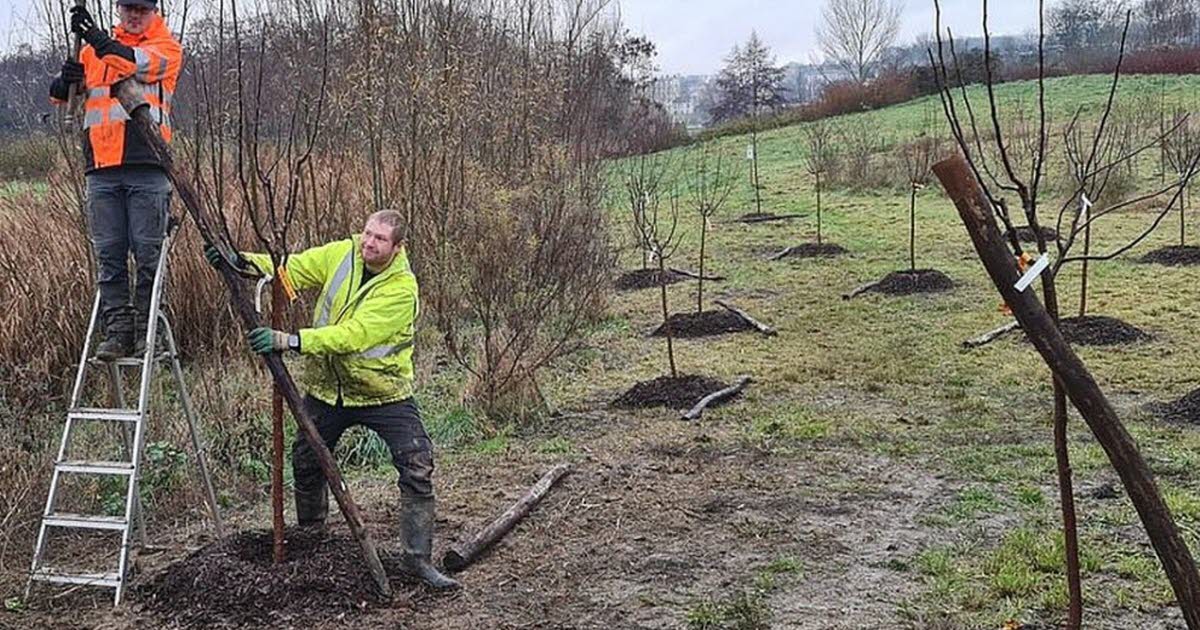 Tomblaine. Pommiers et cerisier, un verger lorrain installé près des rives de Meurthe