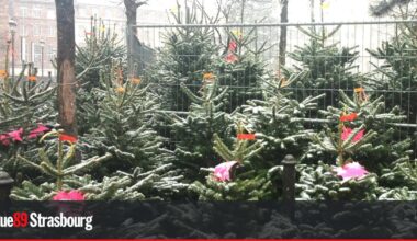 Strasbourg. Où et quand se débarrasser de son sapin de Noël