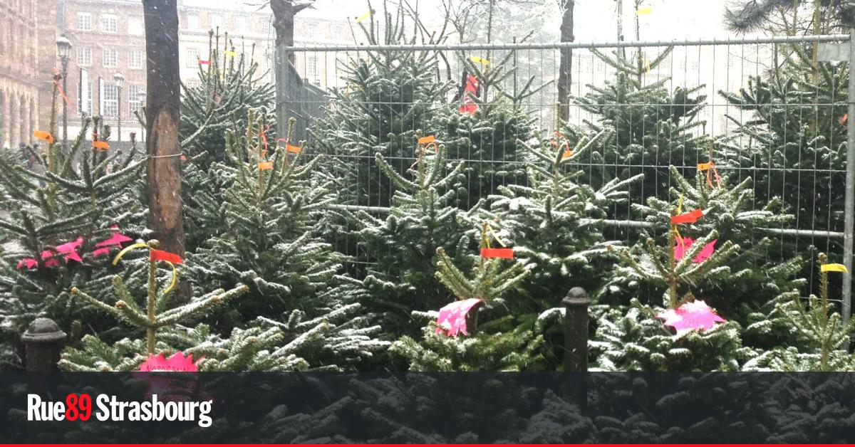 Strasbourg. Où et quand se débarrasser de son sapin de Noël