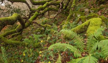 Au Royaume-Uni, des volontaires tentent de faire renaître les forêts tropicales tempérées disparues