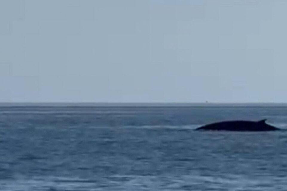 Un rorqual commun, espèce marine régulièrement présente en Méditerranée, a été aperçu à Nice ce samedi 10 mai. 