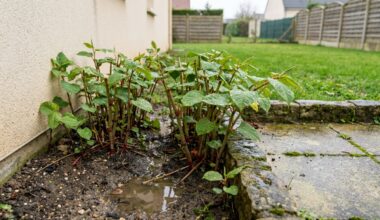 Royaume-uni : cette mauvaise herbe très destructrice après les inondations, vérifiez votre jardin d'urgence