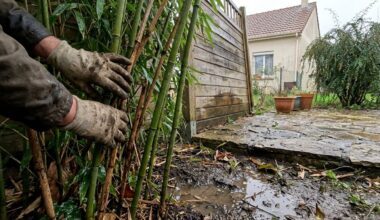 Royaume-Uni : si vous avez un jardin, cette plante apparue après les inondations peut ruiner votre maison
