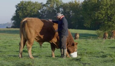 à Toulouse, Jérôme Bayle demande à "changer de stratégie" sur l'abattage des bovins