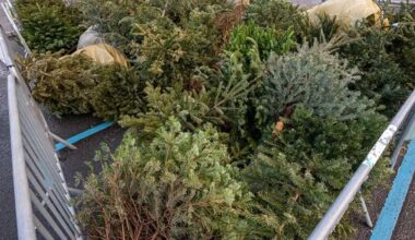 voici où jeter votre sapin de Noël pour lui offrir une seconde vie