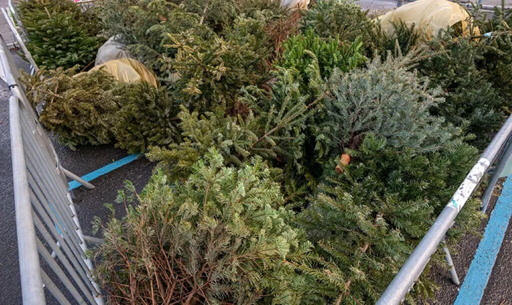 voici où jeter votre sapin de Noël pour lui offrir une seconde vie
