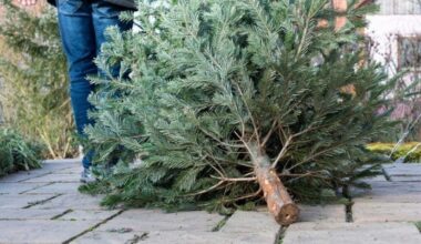 CARTE. Dépôts, jardins, collectes... Où déposer son sapin à Paris après les fêtes de Noël ?