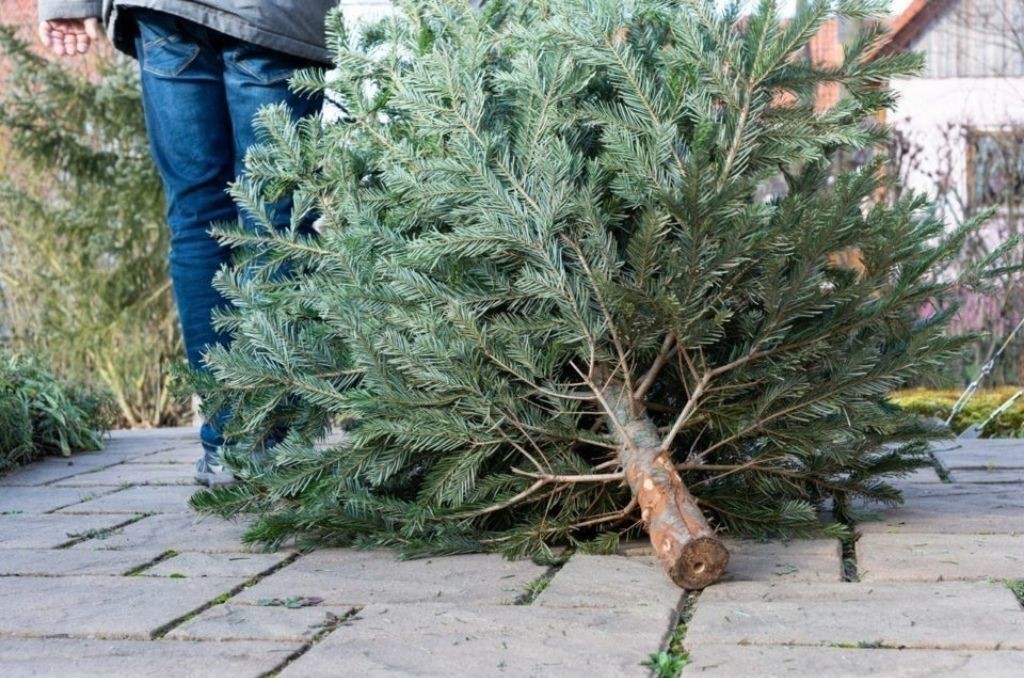 CARTE. Dépôts, jardins, collectes... Où déposer son sapin à Paris après les fêtes de Noël ?