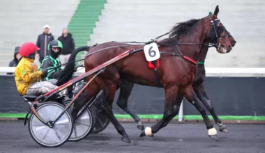 Quinté+: Quinté+ du samedi 13 décembre à Vincennes : Dolce Viky a des références