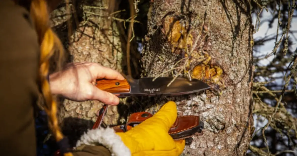 Stage de survie près de Strasbourg (67), Aventure Ingwiller : date, horaires, tarifs