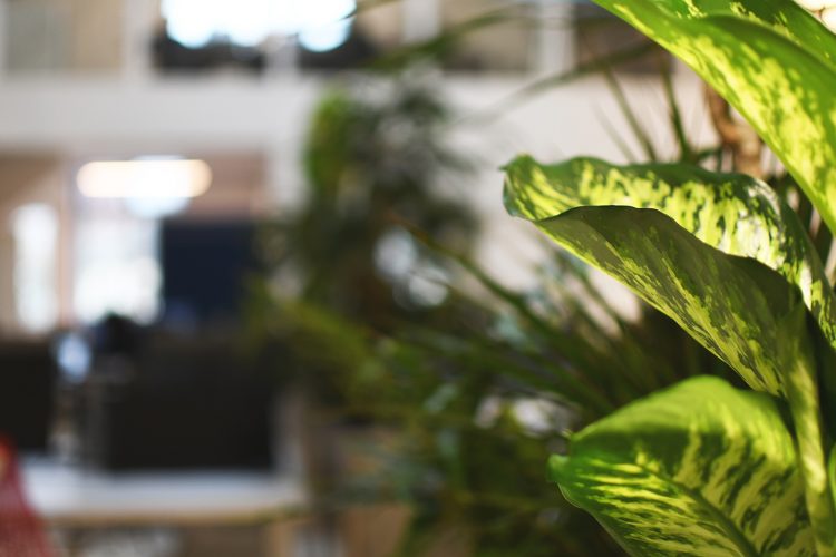 Studios du rhin (51)