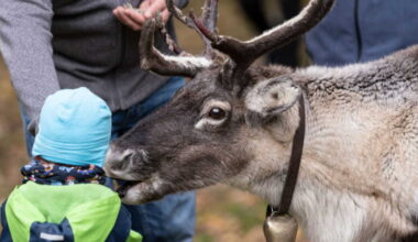 Un troupeau de rennes domestiqués est menacé d'euthanasie au Royaume-Uni