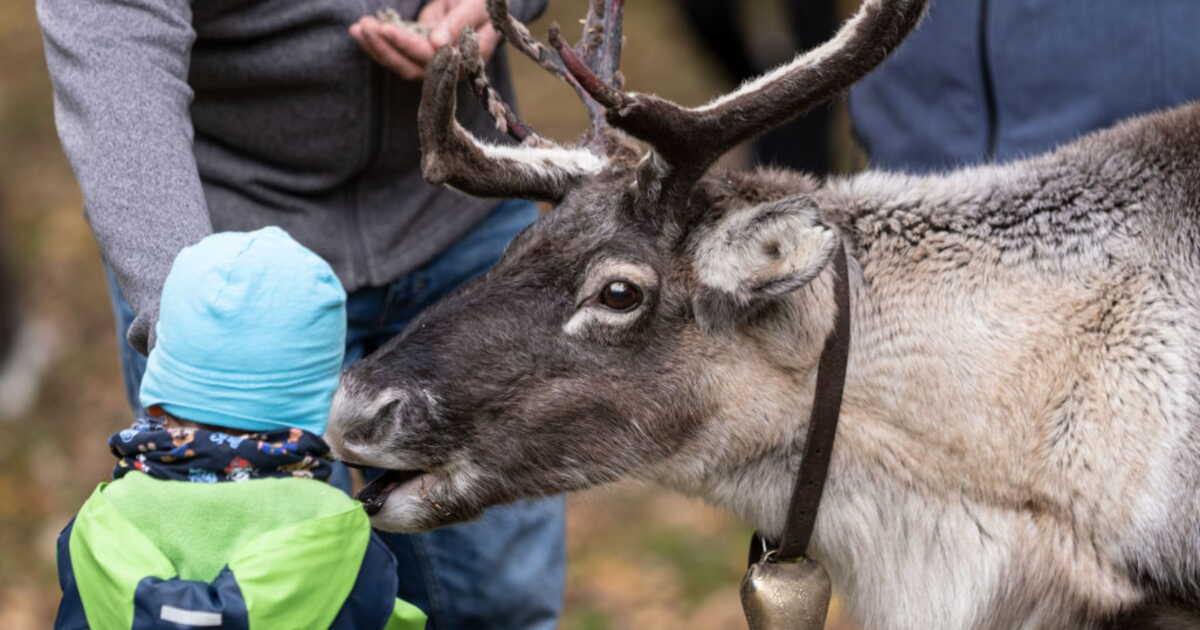 Un troupeau de rennes domestiqués est menacé d'euthanasie au Royaume-Uni