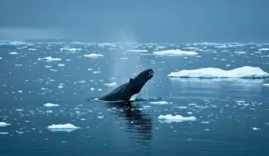 Baleine surgissant à la surface de l’océan Arctique entre des blocs de glace, expirant un souffle visible dans une mer froide et calme.