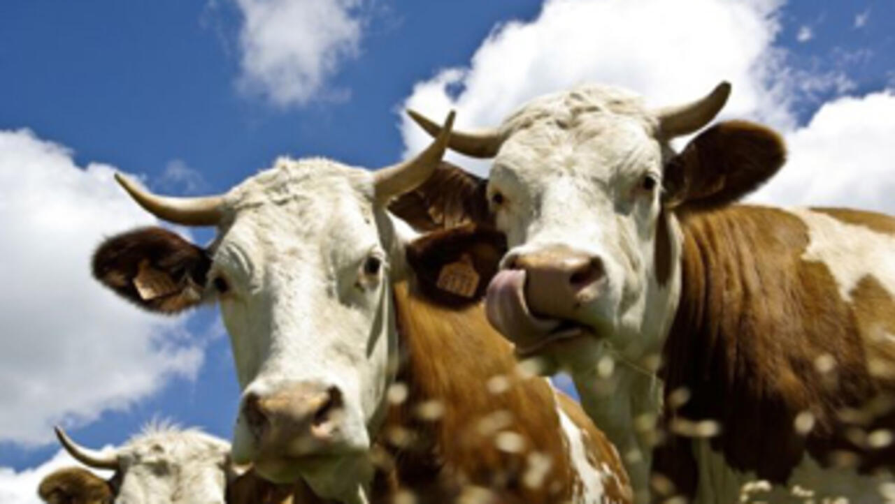 La crise du bœuf américain profite aux exportations d'Australie - Chronique des matières premières