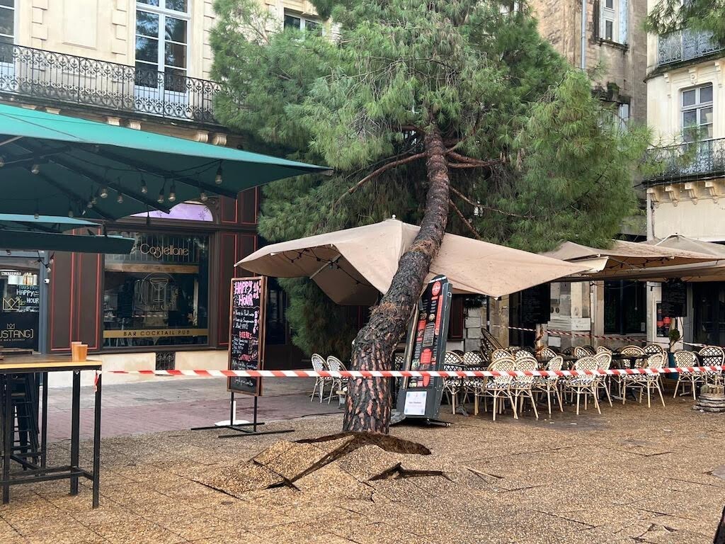 un grand pin s'écrase sur la terrasse d'une brasserie dans l'Écusson à Montpellier