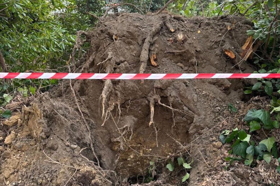 Un arbre littéralement déraciné 
