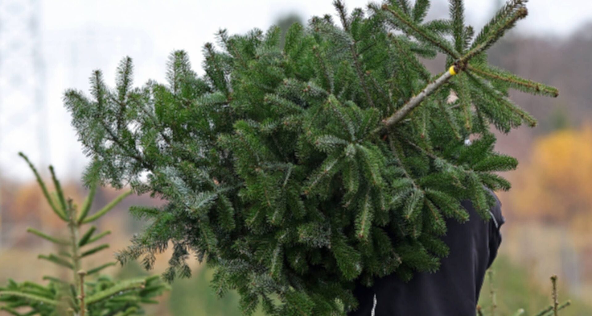 À Bordeaux, des patrouilles mobilisées pour sanctionner les dépôts sauvages des sapins de Noël