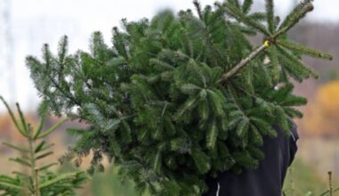 À Bordeaux, des patrouilles mobilisées pour sanctionner les dépôts sauvages des sapins de Noël