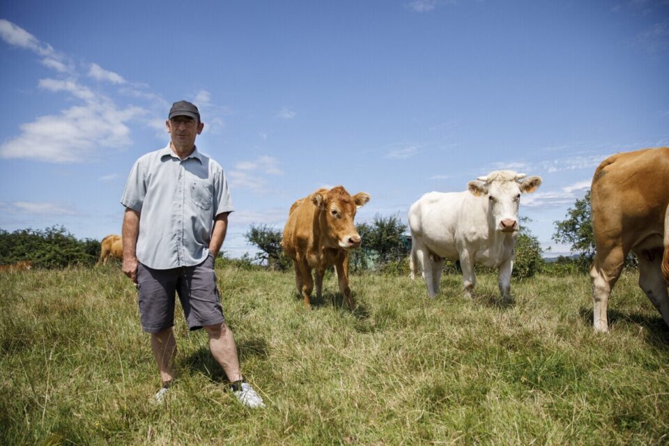 Yannick avec ses vaches, dans son exploitation du pays d'Auge.