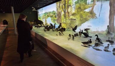 Les musées de Strasbourg et de l'Eurométropole ont battu des records de fréquentation en 2025