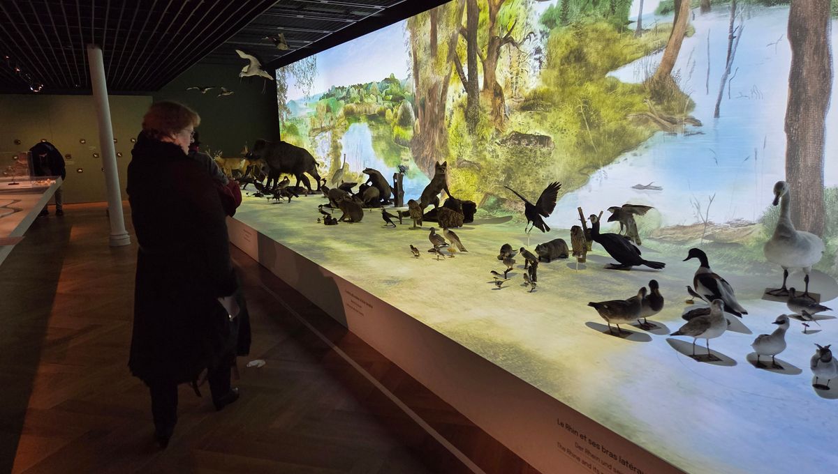 Les musées de Strasbourg et de l'Eurométropole ont battu des records de fréquentation en 2025