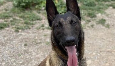 Shadow, ce malinois vif, joueur, loyal, vous attend à la SPA de Marseille