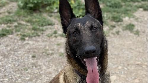 Shadow, ce malinois vif, joueur, loyal, vous attend à la SPA de Marseille