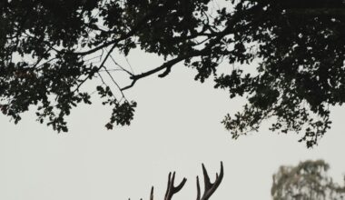 Pour quelle raison des milliers de rennes sont-ils tués dans ce pays nordique, depuis plusieurs années ?