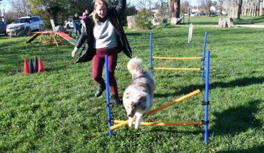 "Mon chien apprend à se comporter correctement" : ce parc canin itinérant fait un tabac près de Toulouse