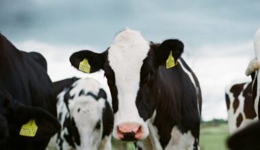 "On les abat alors qu’elles ont été vaccinées" : les 113 bovins devraient être tués ce vendredi après la découverte d’un cas de dermatose nodulaire
