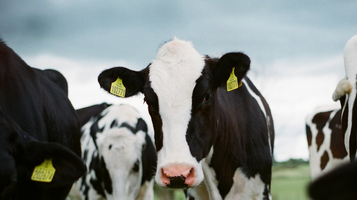 "On les abat alors qu’elles ont été vaccinées" : les 113 bovins devraient être tués ce vendredi après la découverte d’un cas de dermatose nodulaire