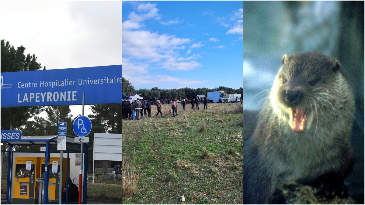 L’enquête sur la mort de l’interne se poursuit, une rave contenue par les forces de l’ordre, une loutre au Salagou : l’essentiel de l’actu en région