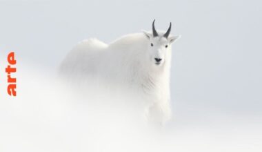 Jérémie Villet, l'homme du blanc