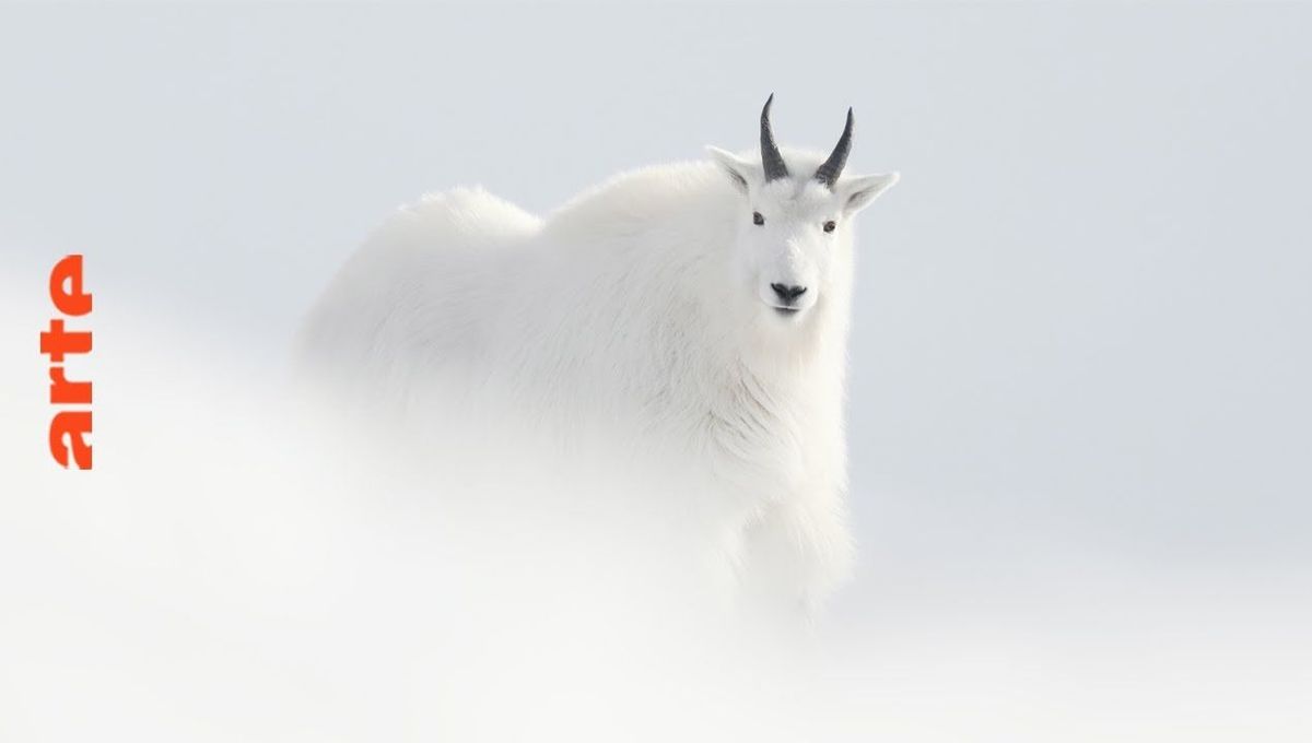 Jérémie Villet, l'homme du blanc