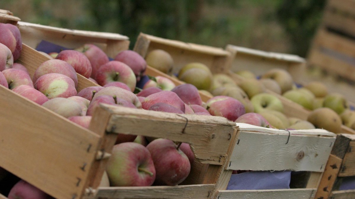 Agriculture : pourquoi la France, grande productrice de pommes, importe-t-elle des fruits d’Argentine ?
