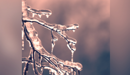 Branche gelée en hiver