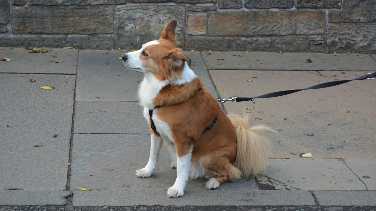"Il s’est mis à hurler" : en promenade à Paris, un chien est mort, électrocuté, plusieurs autres animaux ont été blessés