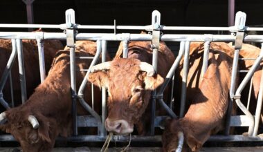 Colère des agriculteurs : la mairie de Toulouse renforce ses achats de viande locale pour soutenir la filière