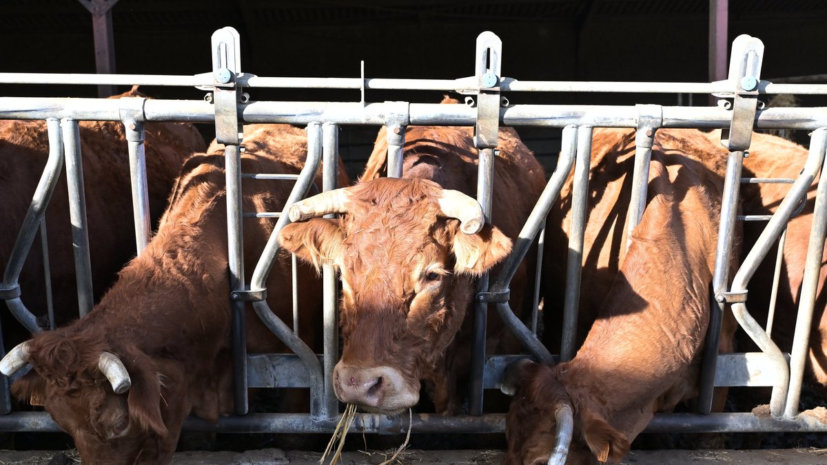 Colère des agriculteurs : la mairie de Toulouse renforce ses achats de viande locale pour soutenir la filière