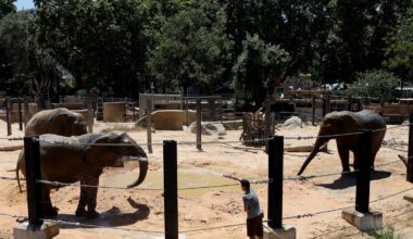 Le plus vieil éléphant d’Europe est mort : Susi, doyenne du zoo de Barcelone, avait 55 ans