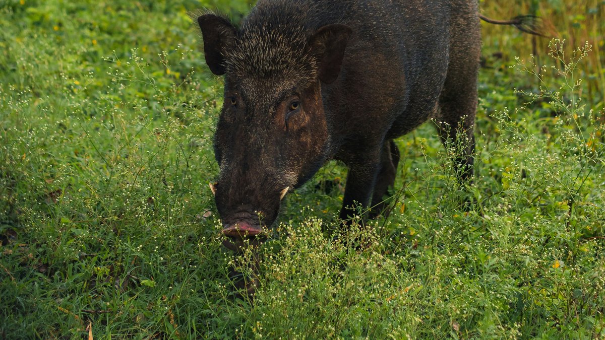 Un sanglier de 100 kg fait son apparition au casino Barrière de Toulouse et rappelle l’urgence de la régulation de la faune en ville