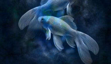 Horoscope 2026 : Poisson, découvrez les prévisions pour votre signe