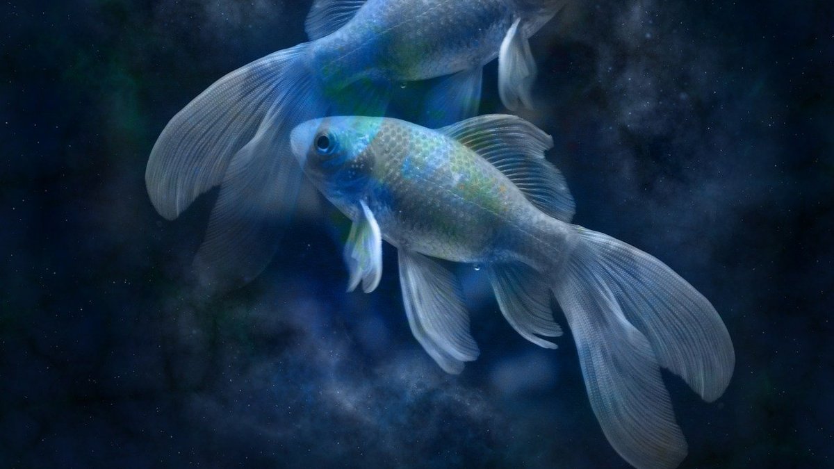 Horoscope 2026 : Poisson, découvrez les prévisions pour votre signe