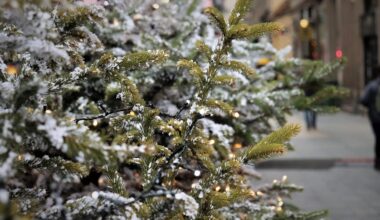 Où déposer son sapin de Noël après les fêtes de fin d'année ?