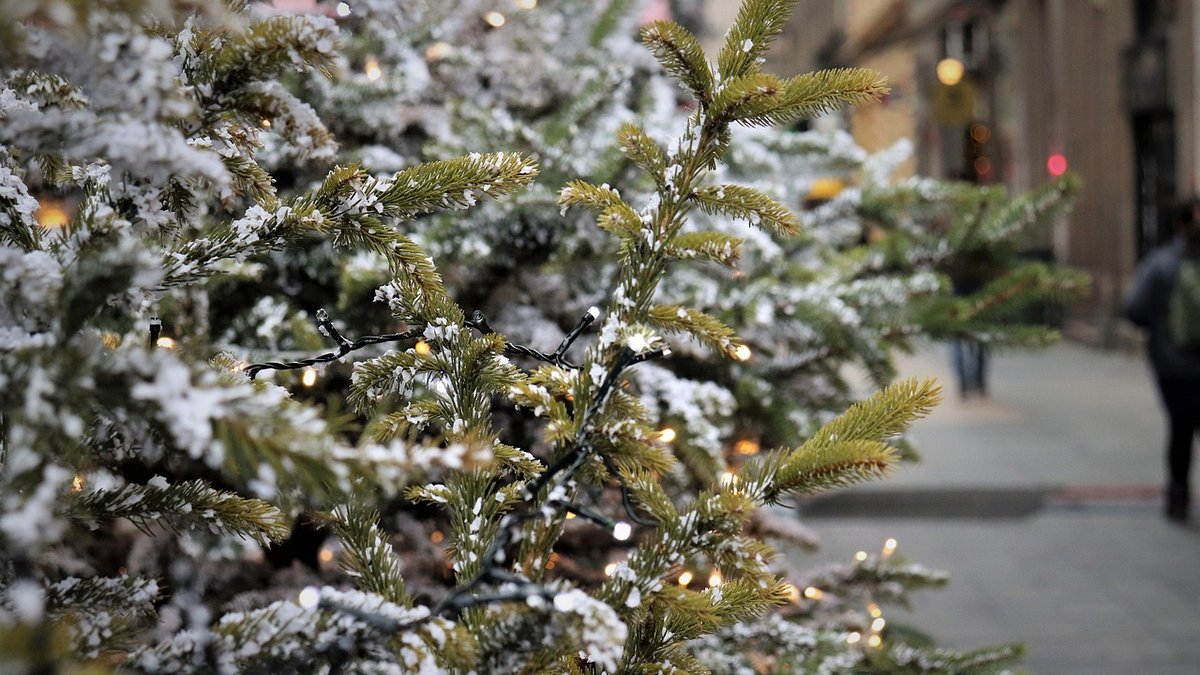 Où déposer son sapin de Noël après les fêtes de fin d'année ?