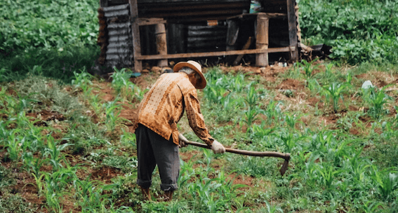 Homme âgé de dos qui ratisse la terre veste jaune chapeau devant tracteur