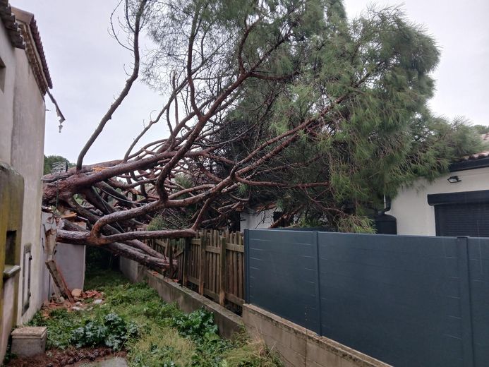 Un grand pin est tombé sur une maison dans la nuit de samedi à dimanche à Agde.